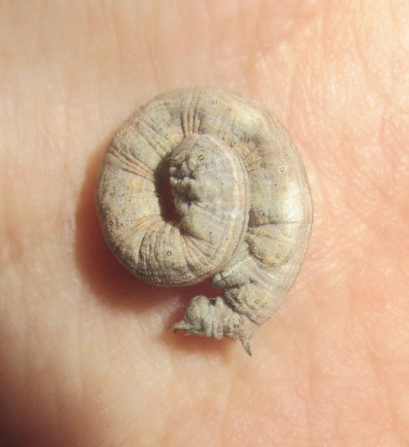 Dyscia conspersaria - sziklaüröm-araszoló