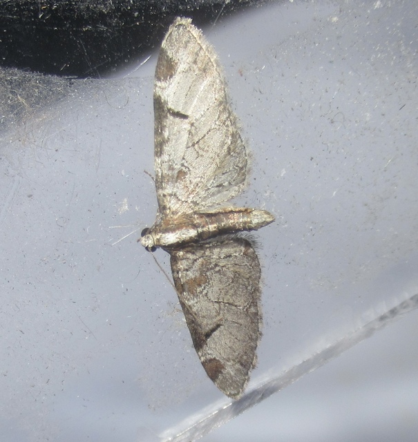 Eupithecia insigniata - hálózatos törpearaszoló