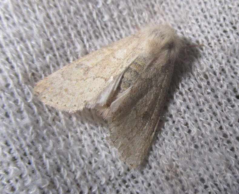 Orthosia miniosa - sárgás barkabagoly
