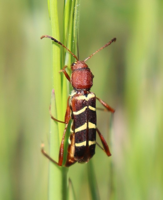 Neoclytus acuminatus - amerikai darázscincér