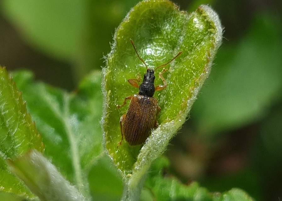 Phyllobius oblongus - közönséges levélormányos
