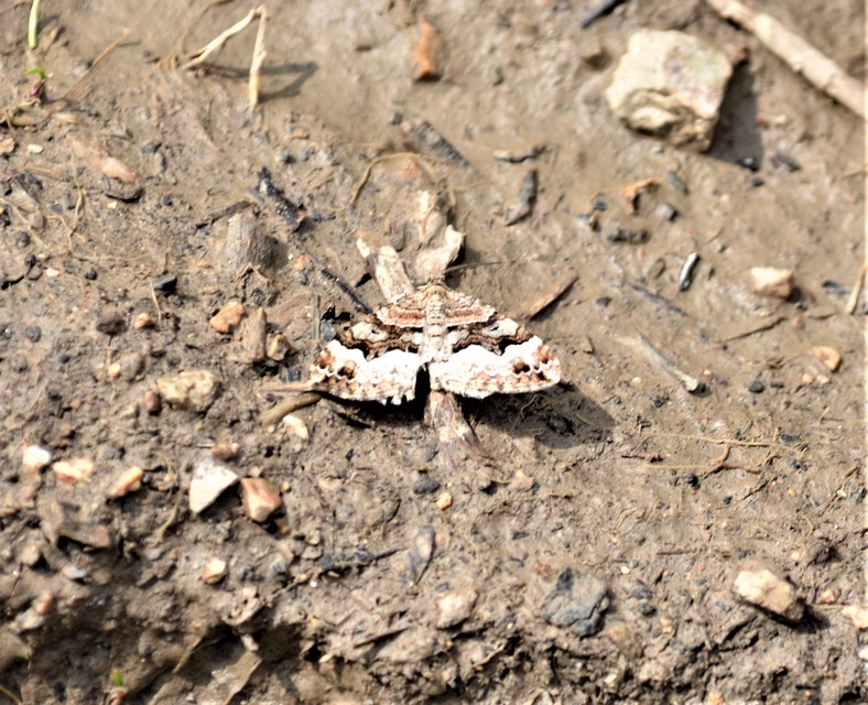 Xanthorhoe biriviata - kétsávos tarkaaraszoló