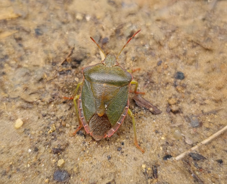 Palomena prasina - zöld bogyómászó-poloska Palomena prasina - zöld bogyómászó-poloska