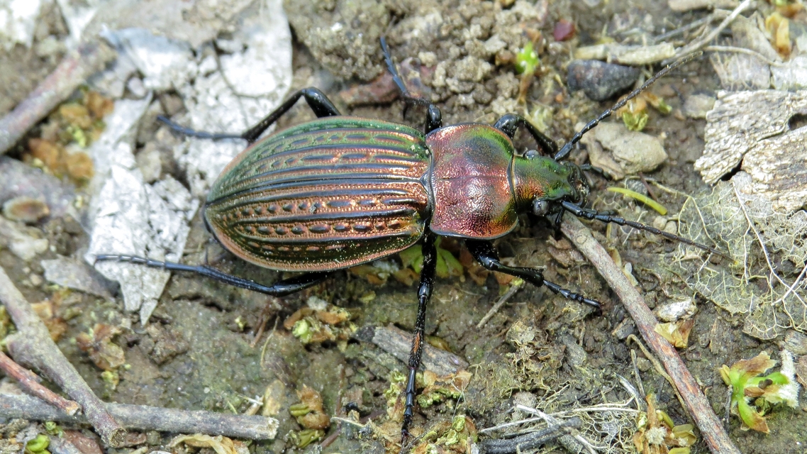 Carabus ulrichii - rezes futrinka Carabus ulrichii - rezes futrinka