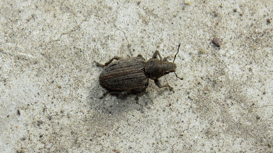 Tanymecus dilaticollis - kukorica-hegyesfarúbarkó