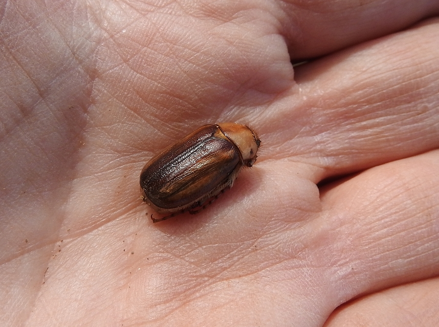 Rhizotrogus aestivus - tavaszvégi cserebogár