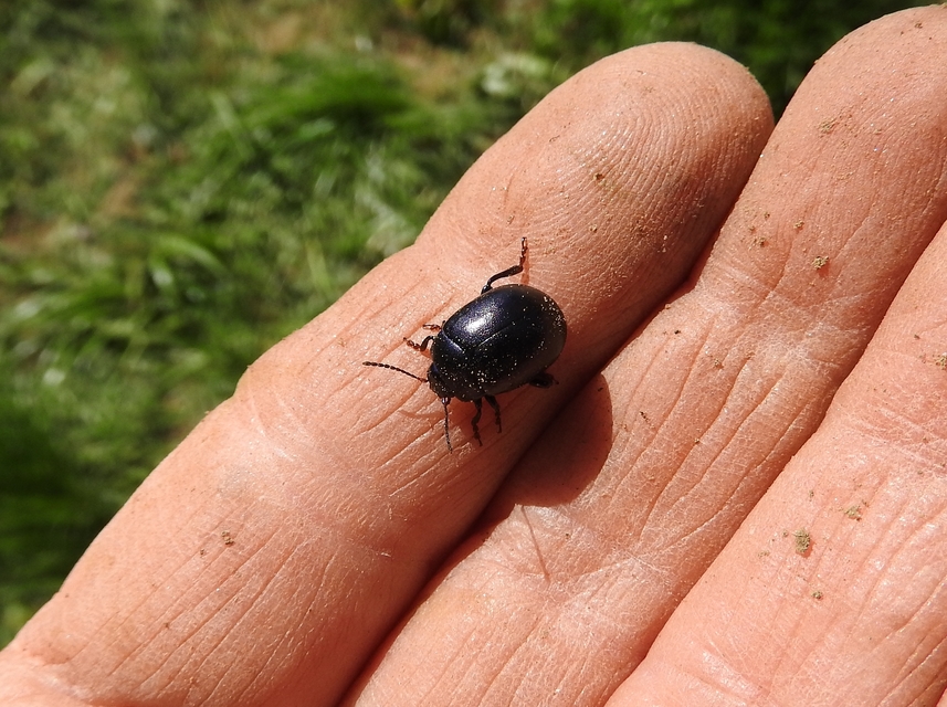Chrysolina sturmi - vöröslábú levelész
