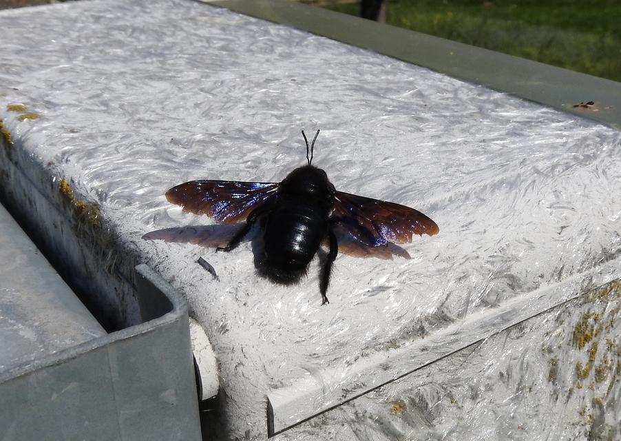 Xylocopa