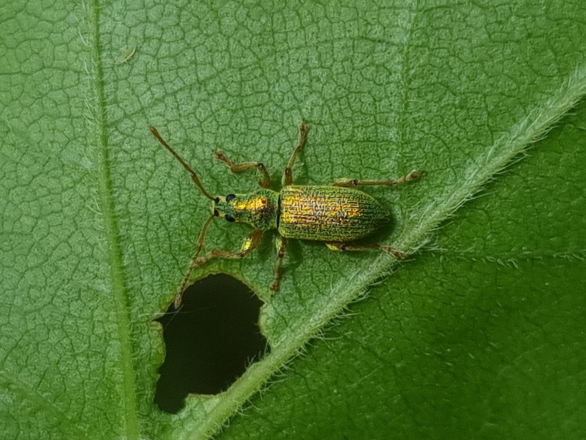 Phyllobius maculicornis - galagonya-levélormányos