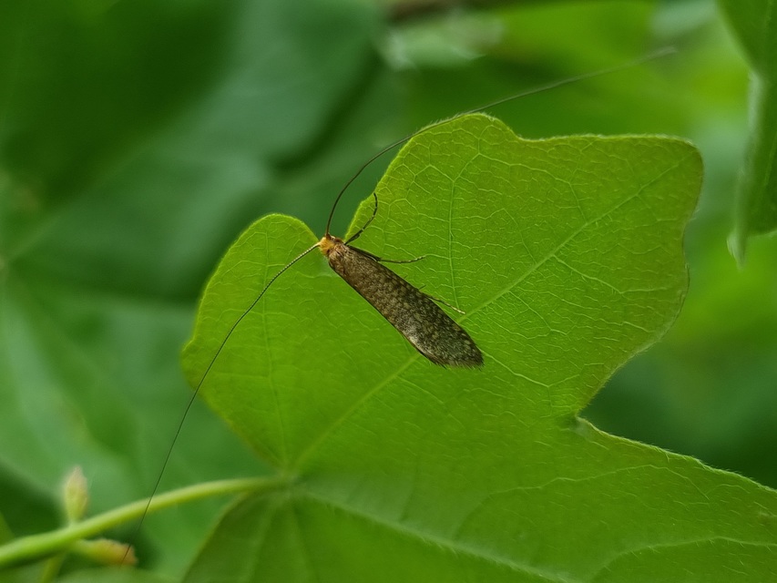 Nematopogon