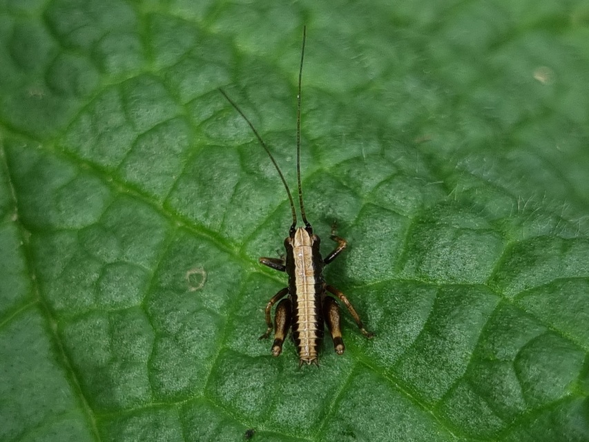Pholidoptera griseoaptera - szürke avarszöcske