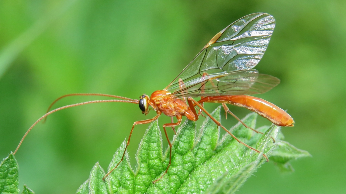 Ophion obscuratus