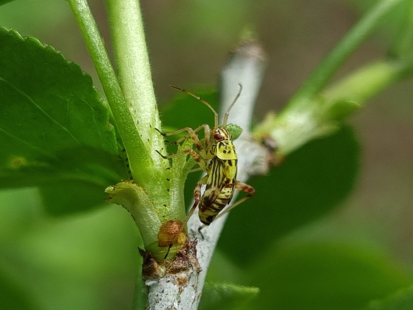 Rhabdomiris striatellus - zebra-mezeipoloska