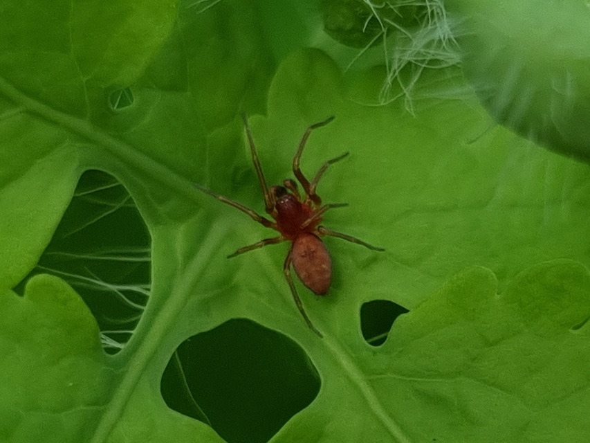 Nigma flavescens - vöröslő hamvaspók