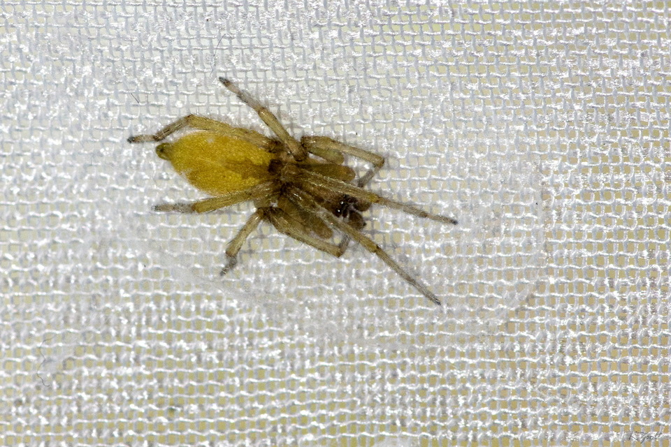 Cheiracanthium mildei - sárga dajkapók