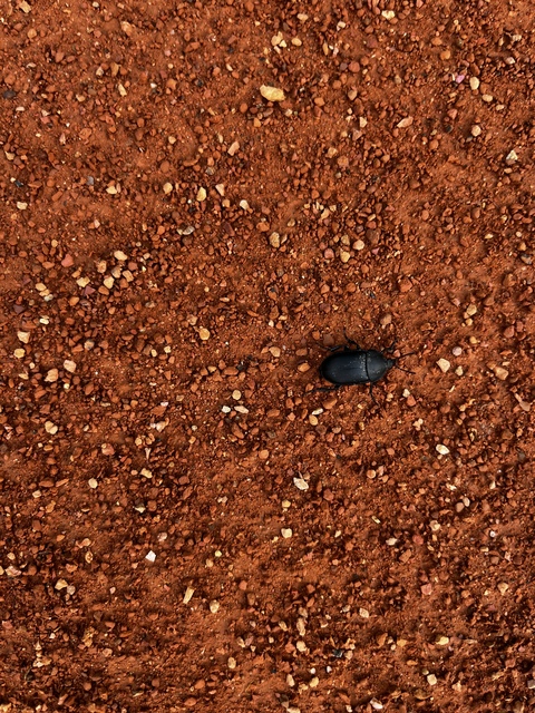 Ablattaria laevigata - sima csigarabló