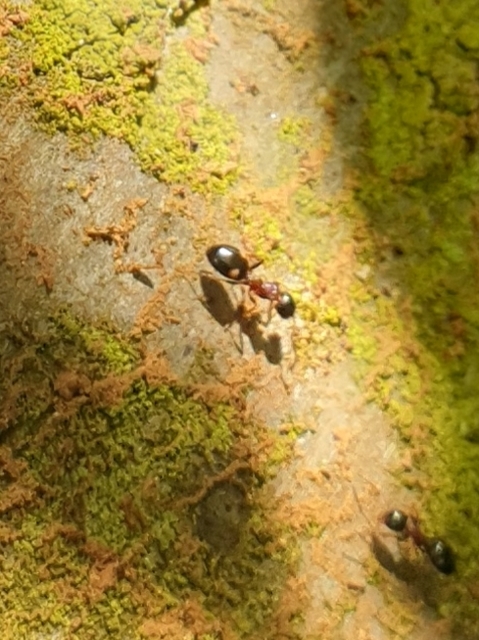 Dolichoderus quadripunctatus - négypettyes erdeihangya