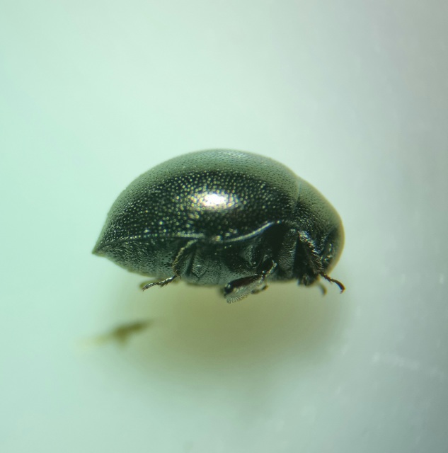 Lamprobyrrhulus nitidus - föveny-labdacsbogár