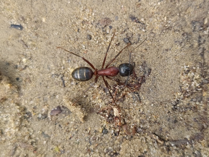 Camponotus ligniperda - faodvasító lóhangya