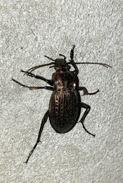 Carabus ulrichii - rezes futrinka Carabus ulrichii - rezes futrinka