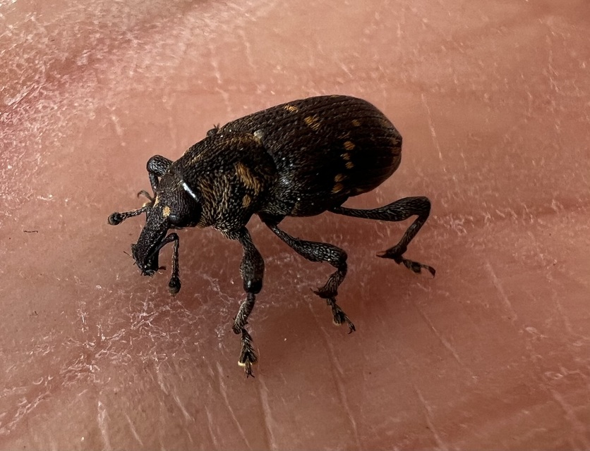 Hylobius abietis - nagy fenyvesormányos