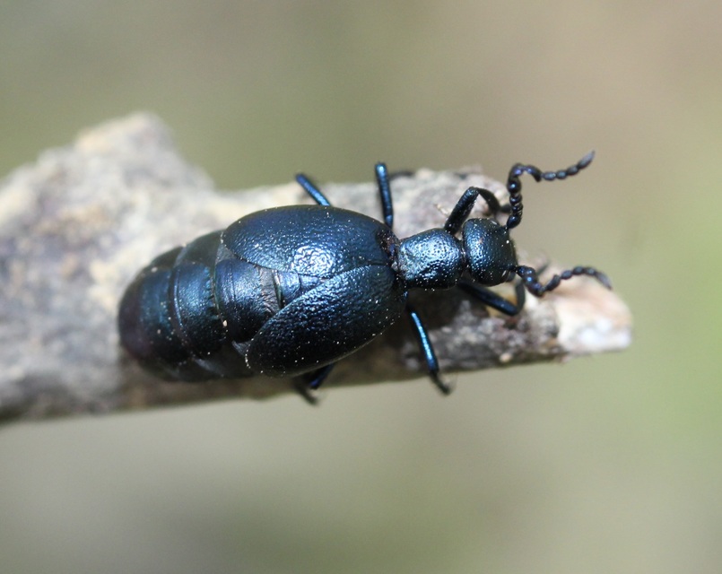 Meloe violaceus - kék nünüke