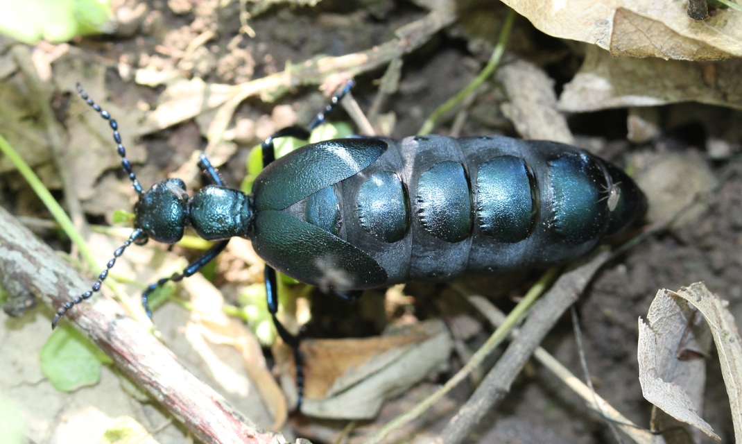 Meloe violaceus - kék nünüke
