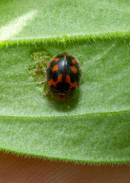 Subcoccinella vigintiquatuorpunctata - lucernaböde