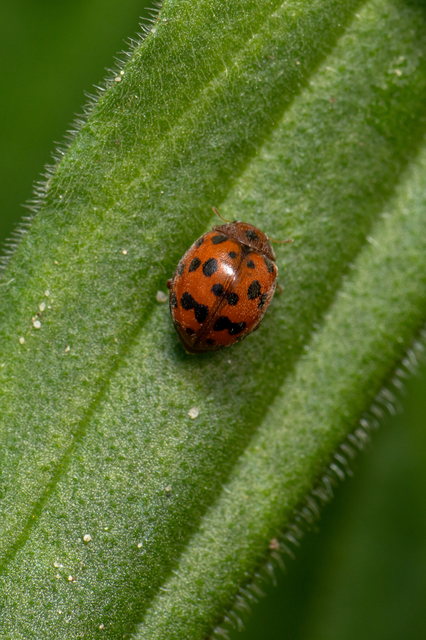 Subcoccinella vigintiquatuorpunctata - lucernaböde