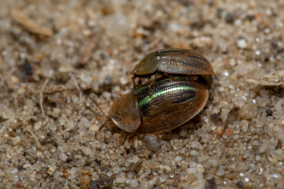 Cassida nobilis - díszes pajzsbogár Cassida nobilis - díszes pajzsbogár
