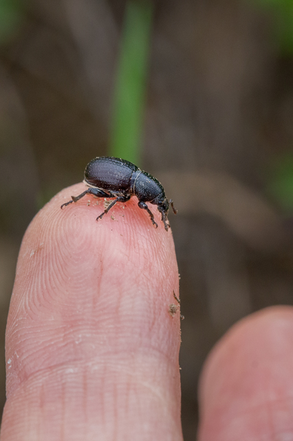 Psallidium maxillosum - fekete barkó