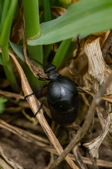 Meloe scabriusculus - érdes nünüke
