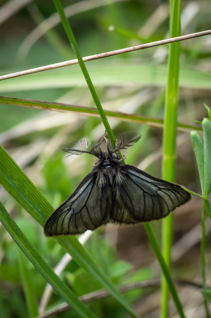 Pentophera morio - réti gyapjaslepke