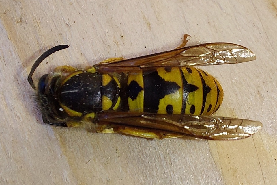 Vespula germanica - német darázs