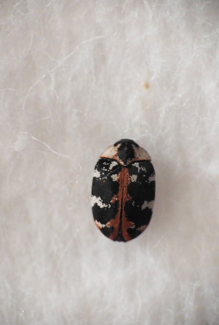 Anthrenus scrophulariae - nagy múzeumbogár