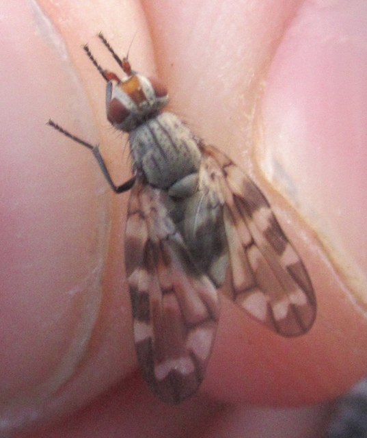 Otites centralis/guttata