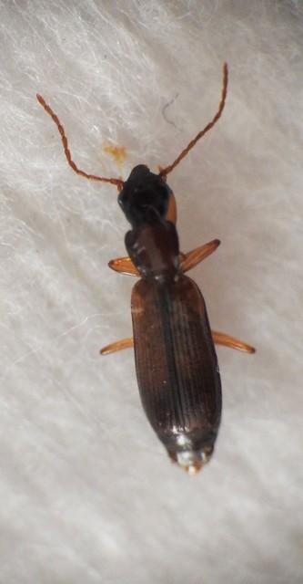 Paradromius linearis - karcsú kéregfutó