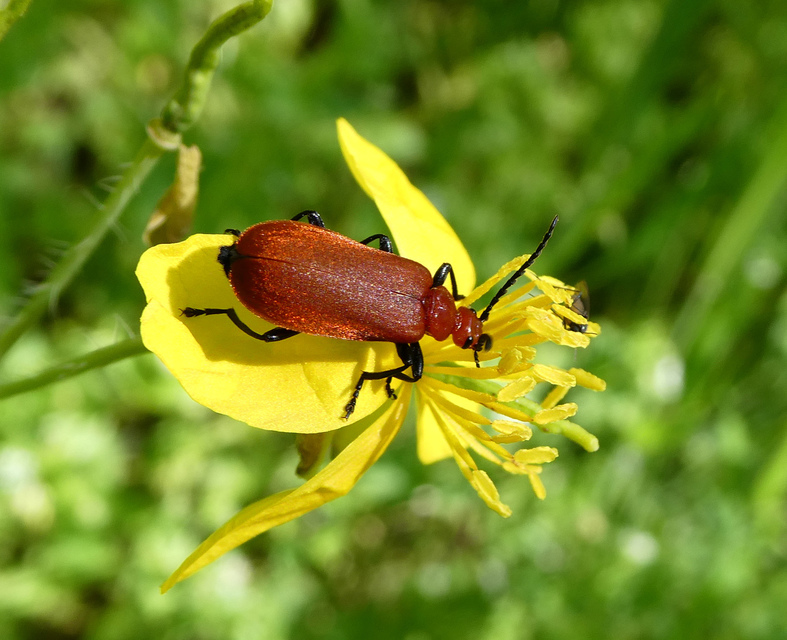 Pyrochroa serraticornis - közép-bíborbogár