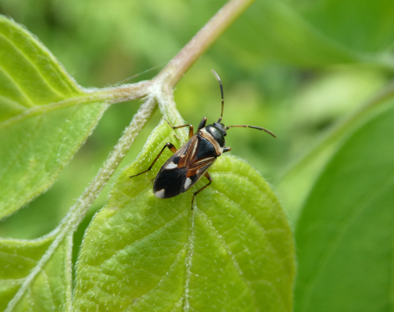 Raglius alboacuminatus - tarka díszesbodobács
