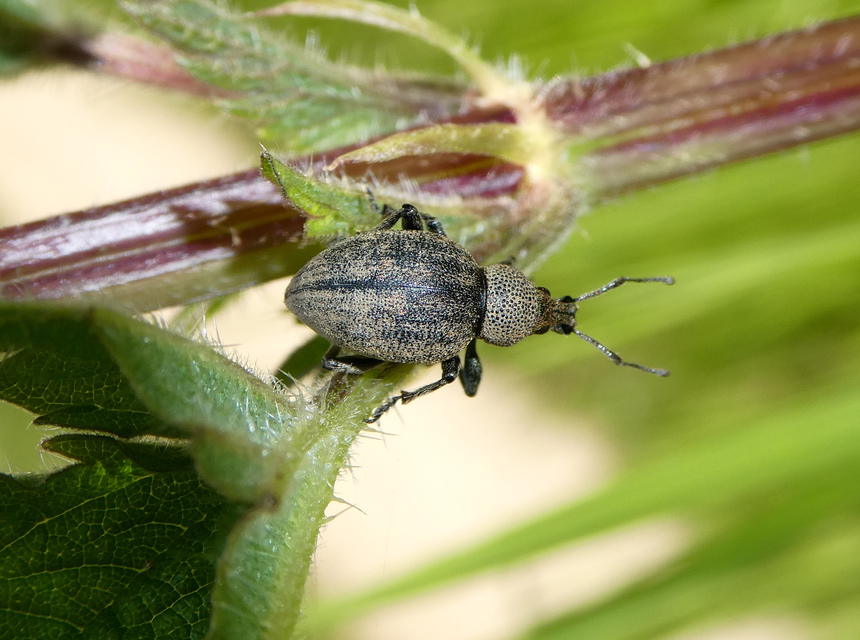 Otiorhynchus ligustici - vincellér-gyalogormányos