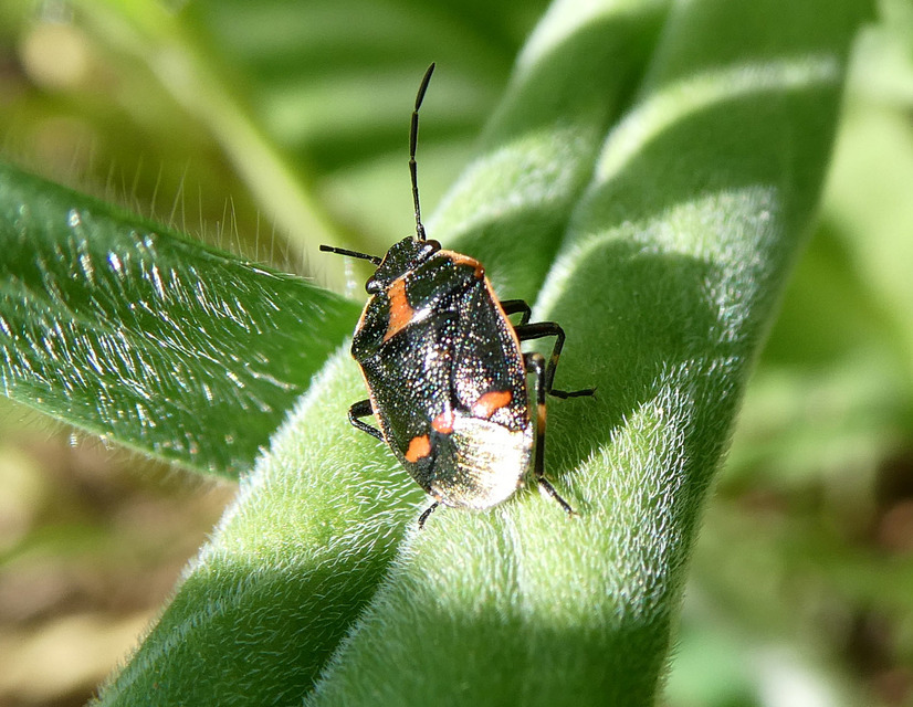 Eurydema oleracea - paréjpoloska Eurydema oleracea - paréjpoloska