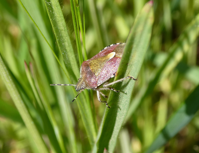 Dolycoris baccarum - közönséges bogyómászó-poloska Dolycoris baccarum - közönséges bogyómászó-poloska