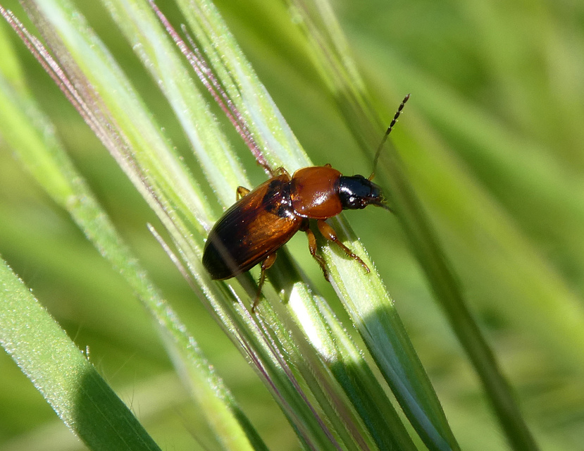 Stenolophus teutonus - nagyfoltos turzásfutó