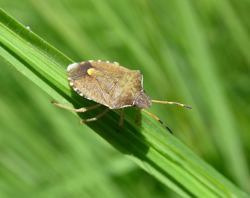 Peribalus strictus - tavaszi címerespoloska Peribalus strictus - tavaszi címerespoloska