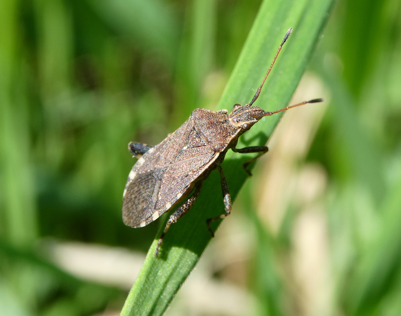 Ceraleptus gracilicornis - tüskéslábú karimáspoloska