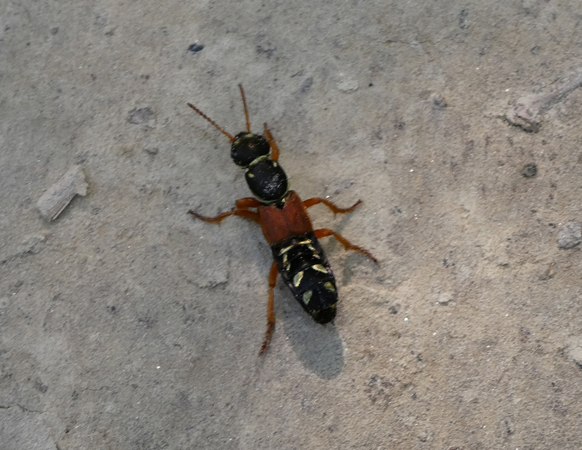 Staphylinus caesareus - aranysujtásos holyva