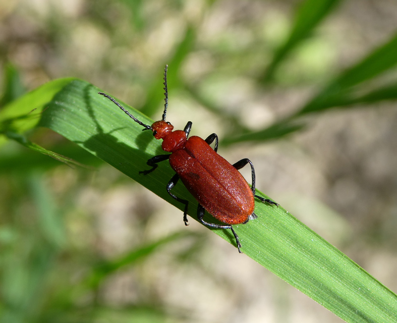 Pyrochroa serraticornis - közép-bíborbogár