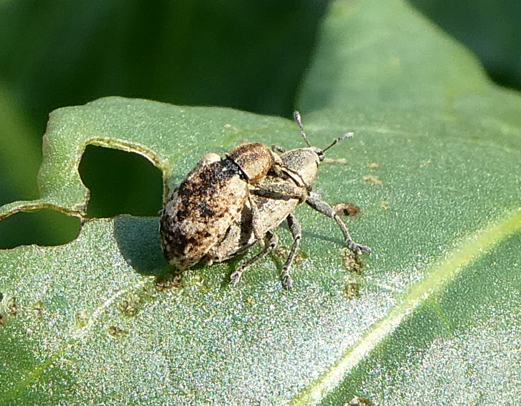 Hypera rumicis - sóska-pikkelyesormányos