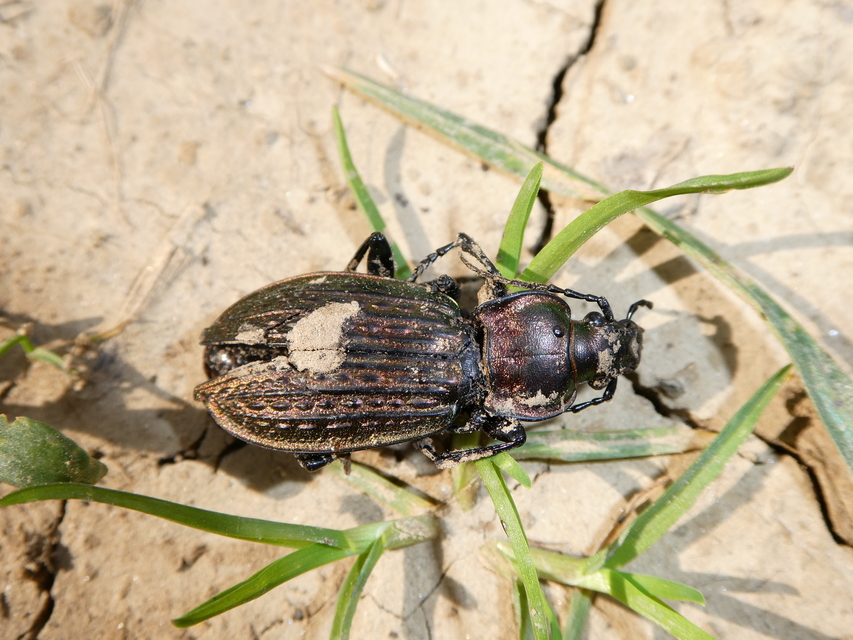Carabus ulrichii - rezes futrinka Carabus ulrichii - rezes futrinka