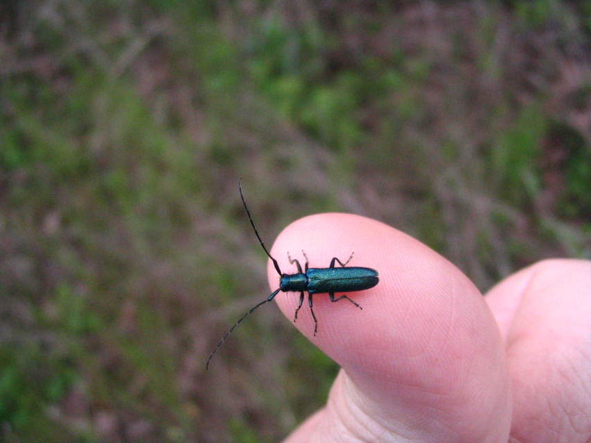 Agapanthia violacea - kék somkórócincér